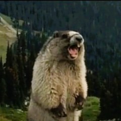 kamradikk