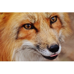 foxtime