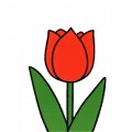 Tulpi