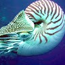 Nautilus Moldova 1.0