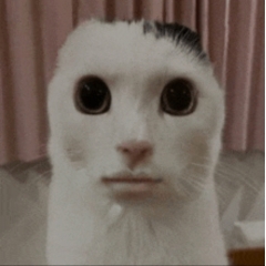 Masisus