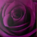 PurpleRoseStore