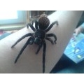 PIXA
