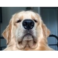 Gabu