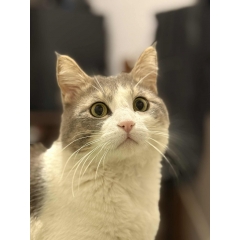 KFOR