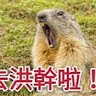 麥體熊