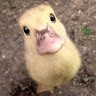 Pato Rojas
