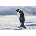 CodePython