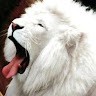 嘉澤大田