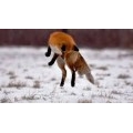 JackFox