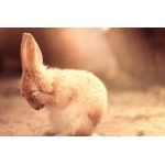 ghidro