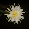 Dario A B (Daff)